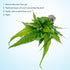(Bolbitis SubstrateSource Live Plants - El Nio Fern heteroclita) - Midground to Background Epiphytic Rhizome for Low