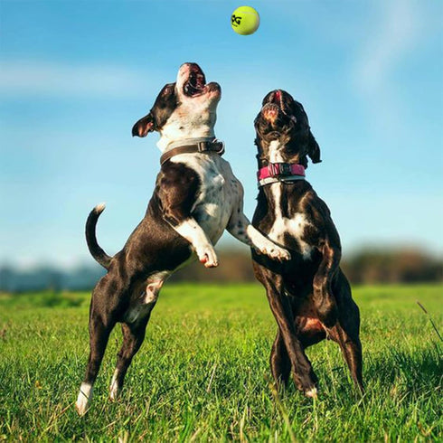 Colorful Squeaky Tennis Balls for Dogs, Easy Catching Pet Dog Balls 12 Pack (2.5inch-6colors)