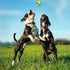 Colorful Squeaky Tennis Balls for Dogs, Easy Catching Pet Dog Balls 12 Pack (2.5inch-6colors)