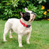 Taglory Reflective Adjustable Dog Collars for Puppy Small Medium Large Dogs, Thin Nylon Webbing and Quick Release Plastic Buckle(Red,Small)