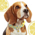 Faygarsle Cute Dog Collar with Lemon Design, Soft Fancy Pet Collar for Small Medium Large Dogs, Ideal Yellow Green M