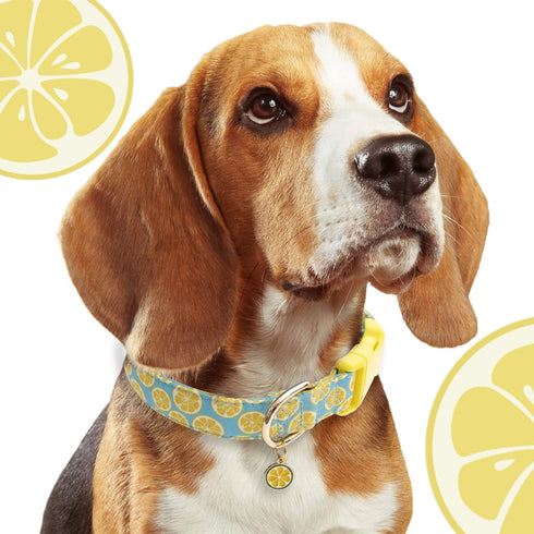 Faygarsle Cute Dog Collar with Lemon Design, Ideal Yellow Green Summer Collar for Small Medium Large Dogs (L)