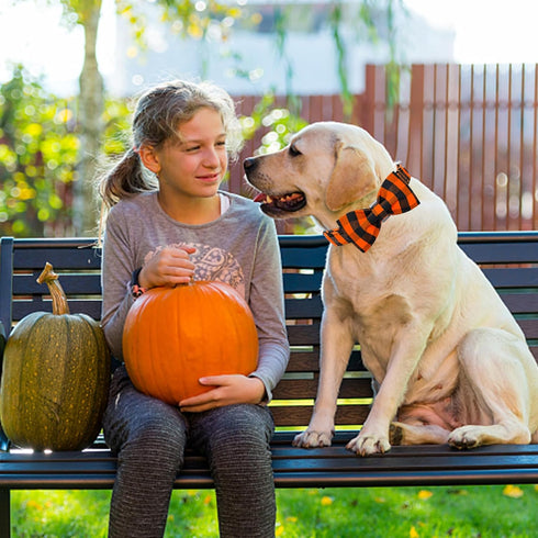 Fall Dog Collar with Bow Tie by Lionheart glory, Adjustable Halloween Dog Collar for Small Dogs