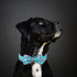 Dog Collars with Bow Tie - Green Flamingo Adjustable Collar for Small Medium Large Dogs, Boy & Girl Gift (L, Neck