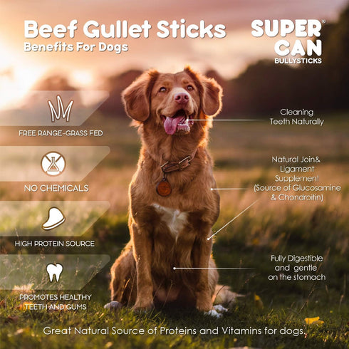 6" (10pc) 100% SUPERCAN BULLYSTICKS Braided Beef Bully Sticks for Small Medium Large Dogs - Natural Dog Chews - Long