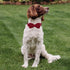 Wine Red Dog Collars for Small Dog - Cute Corduroy Collar with Bow Tie, Safety Metal Buckle Adjustable for Small Medium