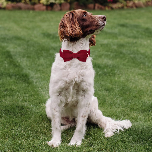 Wine Red Dog Collars for Large Dogs, Cute Corduroy Collar with Bow Tie, Adjustable Safety Metal Buckle, L-Neck 16"-24"
