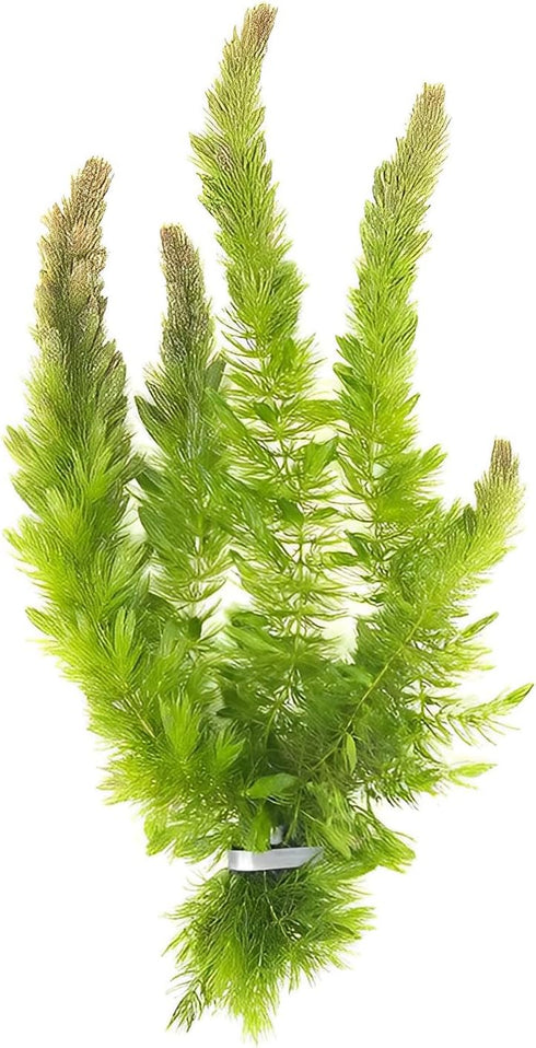 Hornwort 10-Pack Live Aquarium Plants Bundle for Freshwater Aquarium and Ponds by