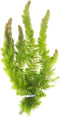 Hornwort 10-Pack Live Aquarium Plants Bundle for Freshwater Aquarium and Ponds by