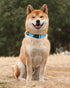 TagME Adjustable Reflective Nylon Dog Collars, Quick Release Buckle for Medium Dogs, Sky Blue, 1.0" Width