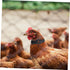 4pcs Nylon Chicken Collar for Rooster - No Crow Band Noise Collars, 2 Pack for Poultry