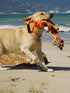 Large Dog Rope Toys for Aggressive Chewers, Tug of War Interactive Heavy Duty Outdoor Chew Rope for Medium Large XL Dogs