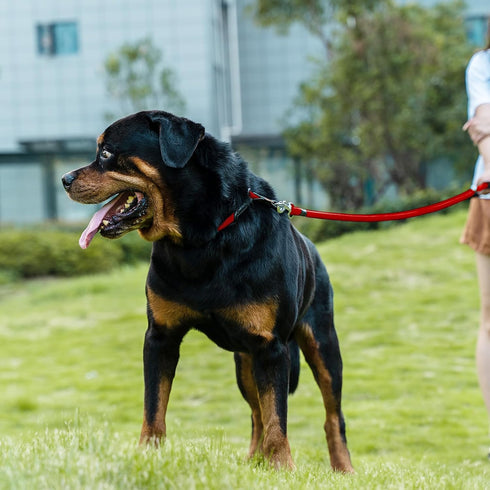 Dog Leash, Braided Rope Traction for Medium/Large Dogs (1/2" - 2FT, Red), Walking Training Lead