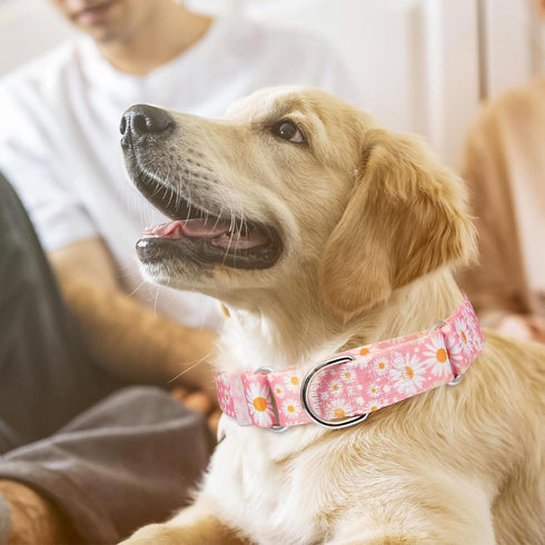 Martingale Collar for Dogs - Medium Large Adjustable Soft Nylon with Pink Daisy Floral Design, No Slip Training Collar