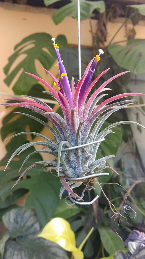 YGNHIJKD Live Air Plants (Tillandsia) - No Soil Needed Indoor House Plants -