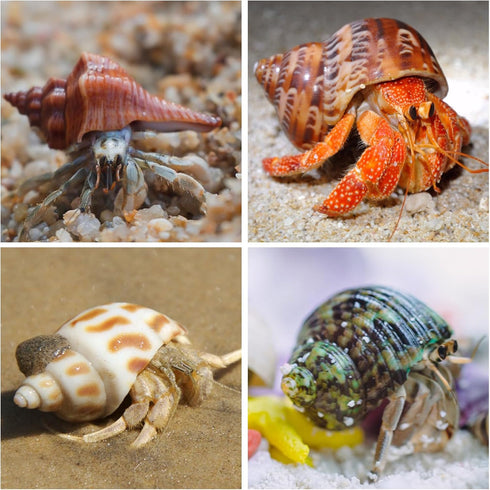 15PCS Natural Hermit Crab Shells, Sea Conch Size 1.6"-3.2", Turbo for Small to Medium Crabs