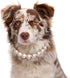 KUDES Exquisite Adjustable Dog Necklace - Elegant Classic Pearl Collar Necklace Accessories for Dogs (3XL)