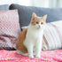 Tegeme 8 Animal(30 41 Inch,Mixed Pcs Fleece Dog Blankets for Small Dogs Cat Soft Coral Velvet Warm Sleep Mat Fluffy Dog
