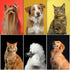 Dog Grooming Brush Shedding Kit - 9PCS Complete Grooming Solution for All Breeds, Promotes Healthy Skin and Coat