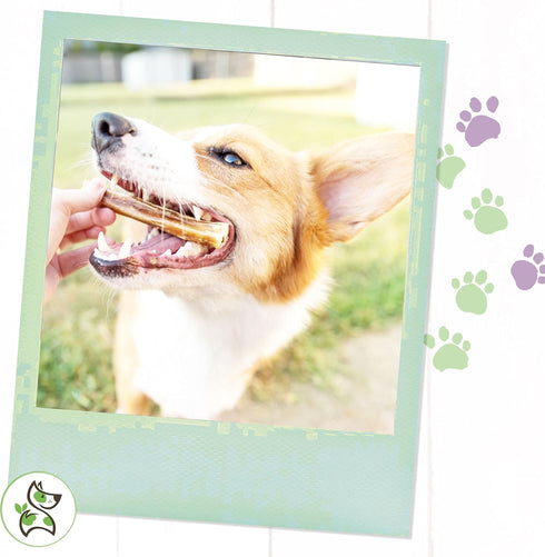 Nature Gnaws Bully Sticks for Dogs, 5-6" (1Lb) - Mixed Thickness, Long Lasting Natural Beef Chew Bones for Aggressive