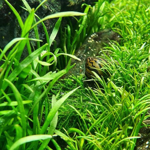 PLANTEREST BUY2GET1FREE Micro Sword Lilaeopsis Novaezelandiae Bundle Live Aquarium Plant Decorations