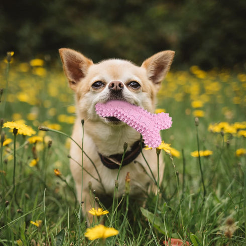 6 Pack Puppy Toys for Teething Small Dogs, Soft Squeaky Chew Toys for Small Breed Cleaning Doggy Teeth