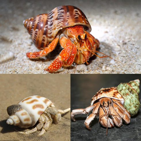 5PCS Medium and Large Hermit Crab Shells, Natural Sea Conch Size 2.2" - 3.4" for Hermit Crab Supplies