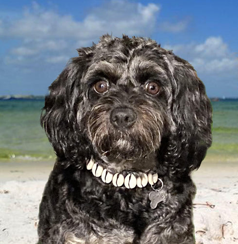 Seashell Dog Collar, Cute Dog Collar for Beach Essentials, Stylish Dog Necklace, Unique Pet Beach Gear