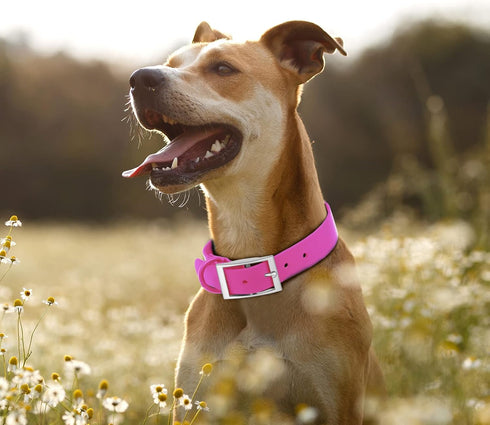 Wisedog Waterproof Dog Collar, Adjustable 7" to 23.6", Soft Rubber Coated Webbing for Small Medium Large Dogs (Rose