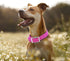 Wisedog Waterproof Dog Collar, Adjustable 7" to 23.6", Soft Rubber Coated Webbing for Small Medium Large Dogs (Rose