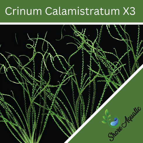 3X 1 2-Day Crinum Calamistratum+ Bonus Plant (Tropical Live Aquarium Plants) Arrival