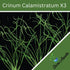 3X 1 2-Day Crinum Calamistratum+ Bonus Plant (Tropical Live Aquarium Plants) Arrival