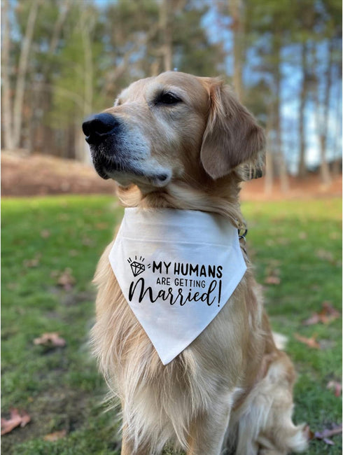 My Humans are Getting Married Dog Bandana Collar, Wedding Photo Prop, Medium, White