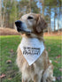 My Humans are Getting Married Dog Bandana Collar, Wedding Photo Prop, Medium, White