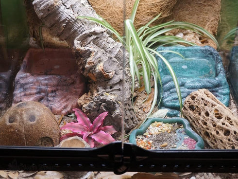 18x18x18 (20 Josh's Frogs Gallon) Hermit Crab Vivarium Bioactive Plant Kit