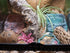 18x18x18 (20 Josh's Frogs Gallon) Hermit Crab Vivarium Bioactive Plant Kit