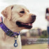 DAGANXI Tactical Dog Collar, Adjustable Military Training Nylon Dog Collar with Control Handle and Heavy Metal Buckle for Medium and Large Dogs, with Patches and Airtags Case (L, Purple sky)