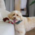SPOT 12" Gigglers Chicken Dog Toy with Giggle Sound, Textured Plush Tug Toy with Rope Legs, for Small and Medium Dog