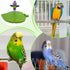 Generic Macaws,Sparrow,Parakeet,Lovebird,Conures,Cockatiels,Finches Bird Perch Toy | Cactus Design Chew-Resistant Bird