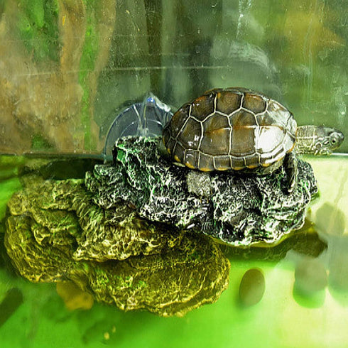 Turtle Basking Platform, Reptile Climbing Shale Resin Step Ledge Stone Aquarium Ornament with Suction Cups