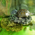 Turtle Basking Platform, Reptile Climbing Shale Resin Step Ledge Stone Aquarium Ornament with Suction Cups