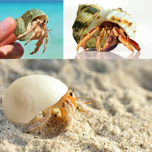 Hermit Crab Shells Medium and Large, 12PCS Growth Turbo Seashells for Small Medium and Large Crabs.
