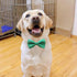 Premium Double Layer Bowtie for Dog Collars, 20 Colors, Rubber Band Attachment for Large Pets (Large)