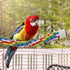 Bird Rope Perches for Parrots, Cockatiels, Parakeets, Budgie Cages, Comfy Colorful Rope Toy (41inch Metal Nut)