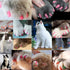 VICTHY 140pcs Cat Nail Caps, 14 Colors Cat Claw Covers with Adhesives and Applicators (Small)