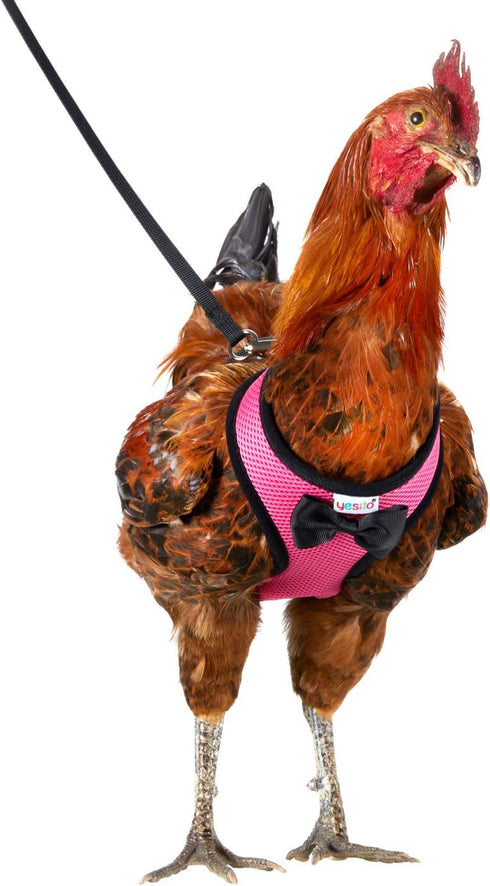 Chicken Harness Hen Size with 6-foot Matching Belt, Comfortable and Breathable, Suitable for Chickens, Green