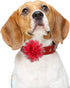 WILLBOND 20 Pcs Pet Flower Collar Bow, Multi Color Soft Chiffon Bow Tie Charms for Dog Grooming Accessories