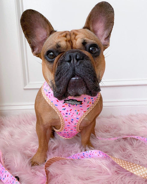 Ruffhaus NYC Pink Sprinkles Dog Leash, Ice Cream and Waffle Cone Print, Girl Dog Birthday Puppy Leash, Comfort Dog