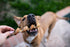 hotspot pets Spring Bully Sticks for Dogs - 6 Pack Premium All Natural Long Twisted Beef Pizzle Chew Treats
