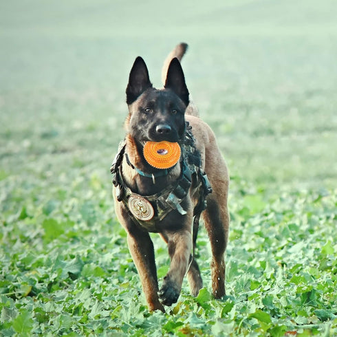 Andiker Squeaky Dog Toy, TPR Chewable Dog Toys for Teeth Grinding & Cleaning, Suitable for All Dog Sizes (Small Orange)